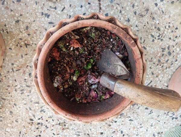 Beyond petitions and posts: Composting as everyday climate action